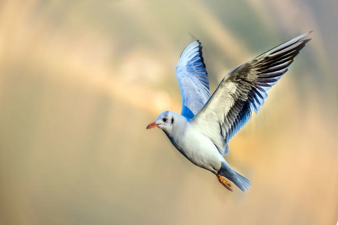 Rüyada canlı bir kuş görmek, Kuş Hareketi