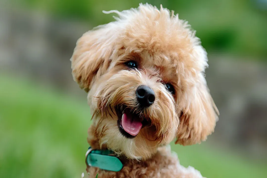 Rüyada cılız köpek görmek