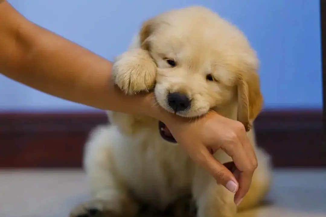 Rüyada görülen köpek