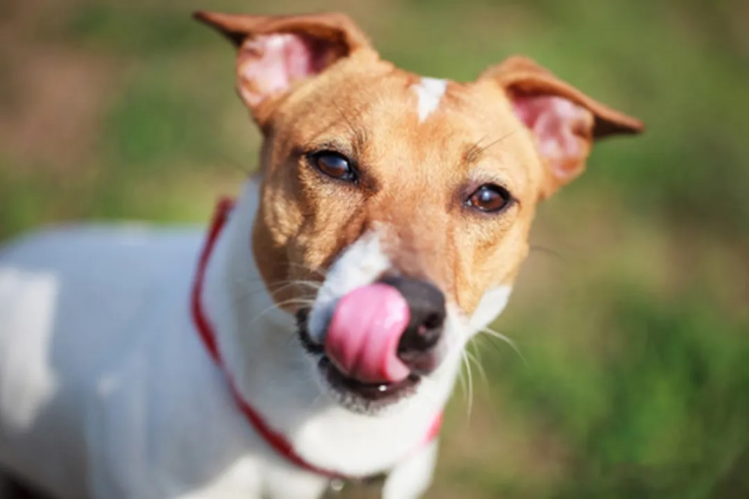 Rüyada görülen köpek, Köpek Algısı