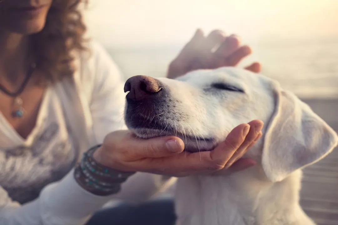 Rüyada havlayan köpeği kovmak, Kovma Eylemi
