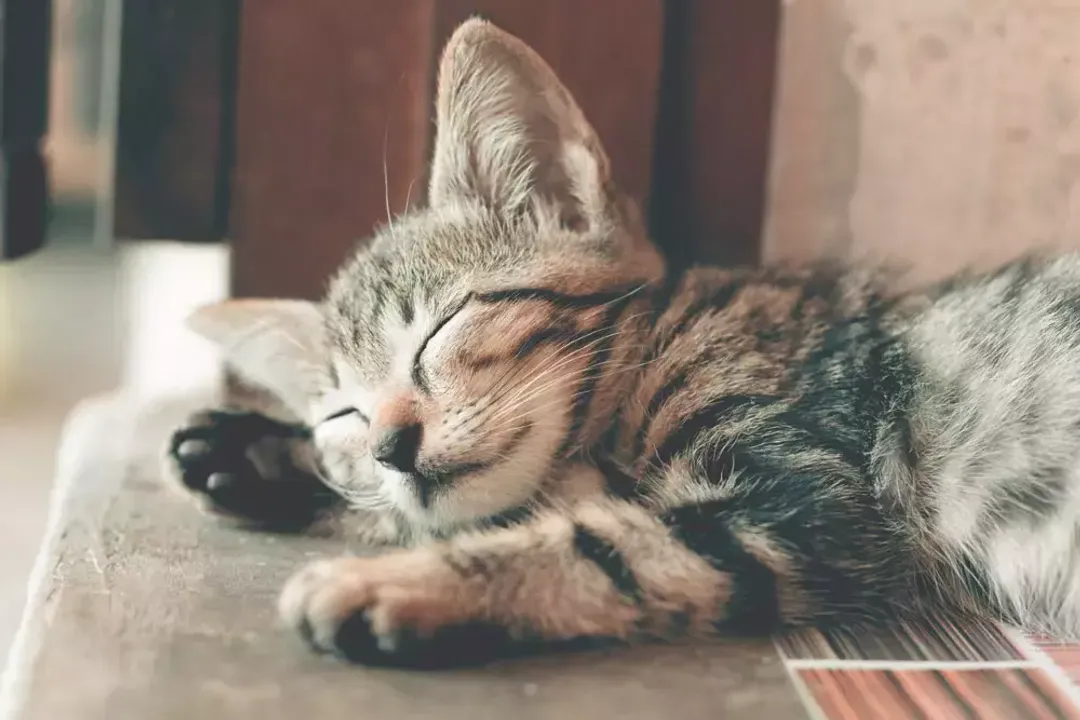 Rüyada kedi öldüğünü görmek, Yorumların Çeşitliliği