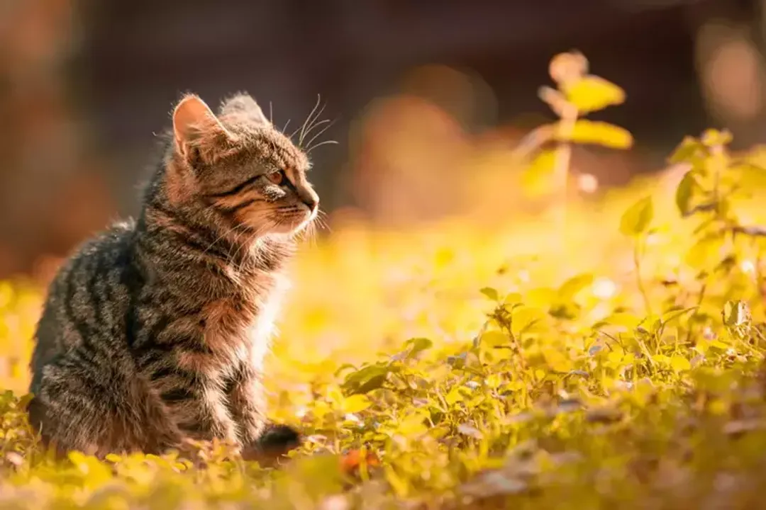 Rüyada kedi öldüğünü görmek, Sevilen Kedinin Ölümü