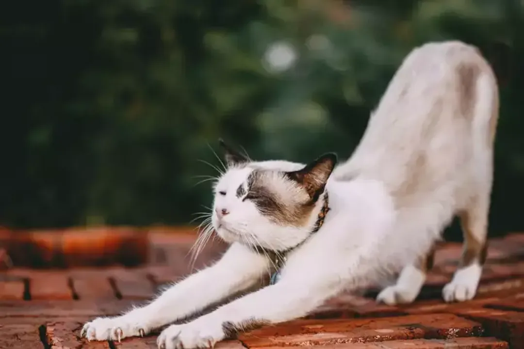 Rüyada kedi öldüğünü görmek, Kedinin Rengi Önemi