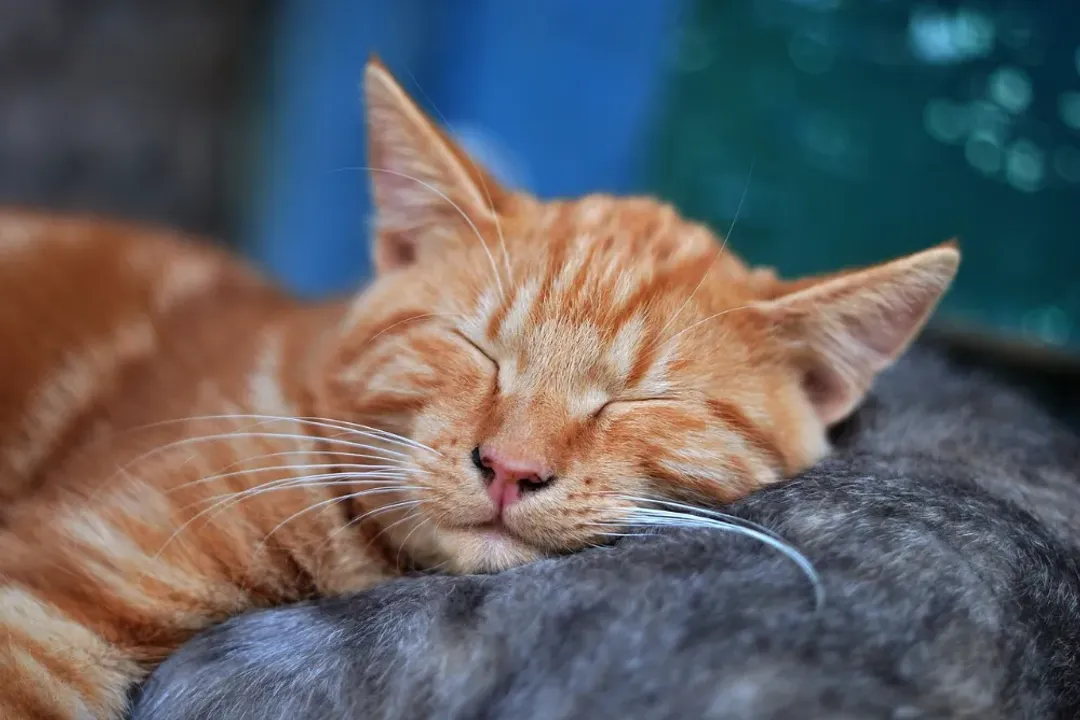 Rüyada kedi öldüğünü görmek, Ölüm Anı ve Mekan