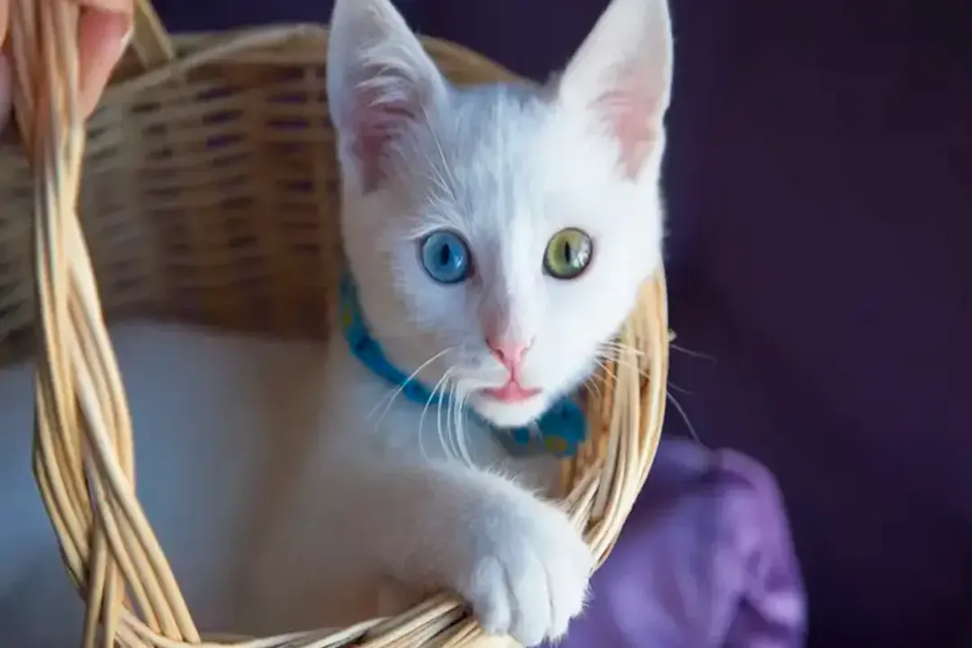 Rüyada kedi sevmek