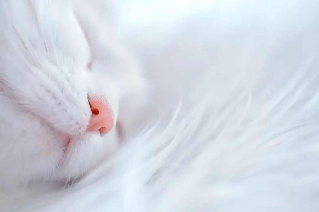 Rüyada kedi sevmek, İlişkiler ve Sosyal Çevre