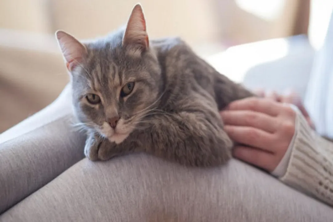 Rüyada kedi sevmek, Kedi Detayları