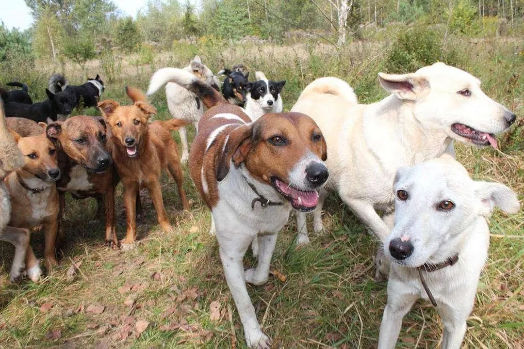 Rüyada köpek ısırması acımaması, Acı Yokluğu Ne Anlatır