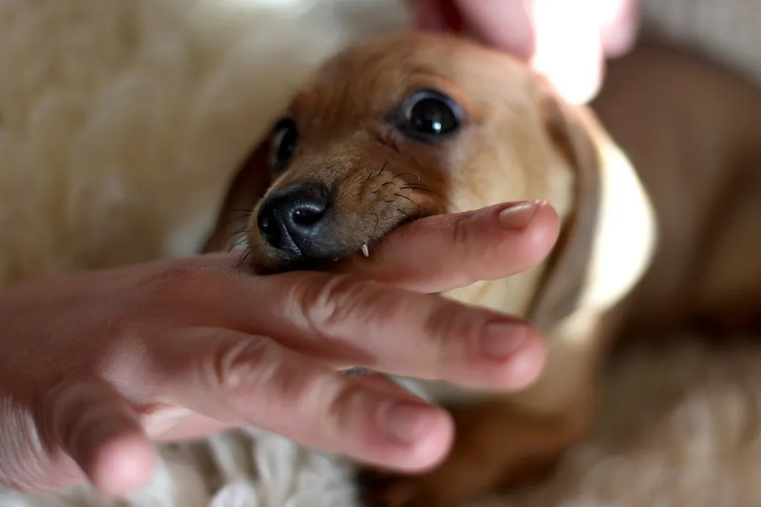 Rüyada köpek ısırması acımaması, Isırığın Verdiği Mesaj