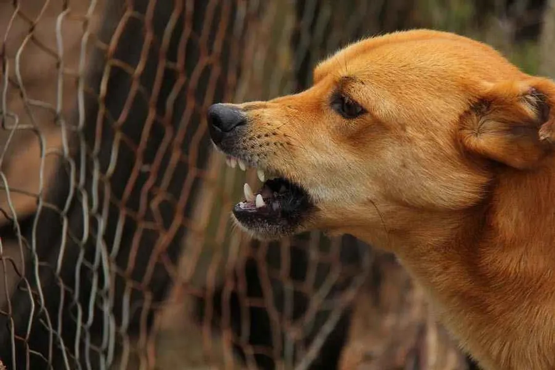Rüyada köpek ısırması acımaması, İçsel Direncin Yansıması