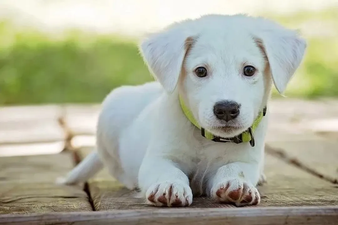 Rüyada köpek sahibi olmak, Köpeğin Niteliği