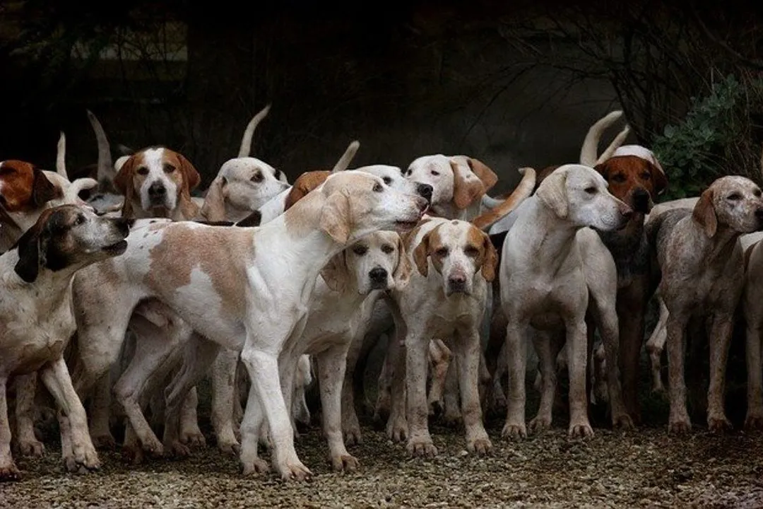 Rüyada köpek sahibi olmak, Maddi Yorumlar