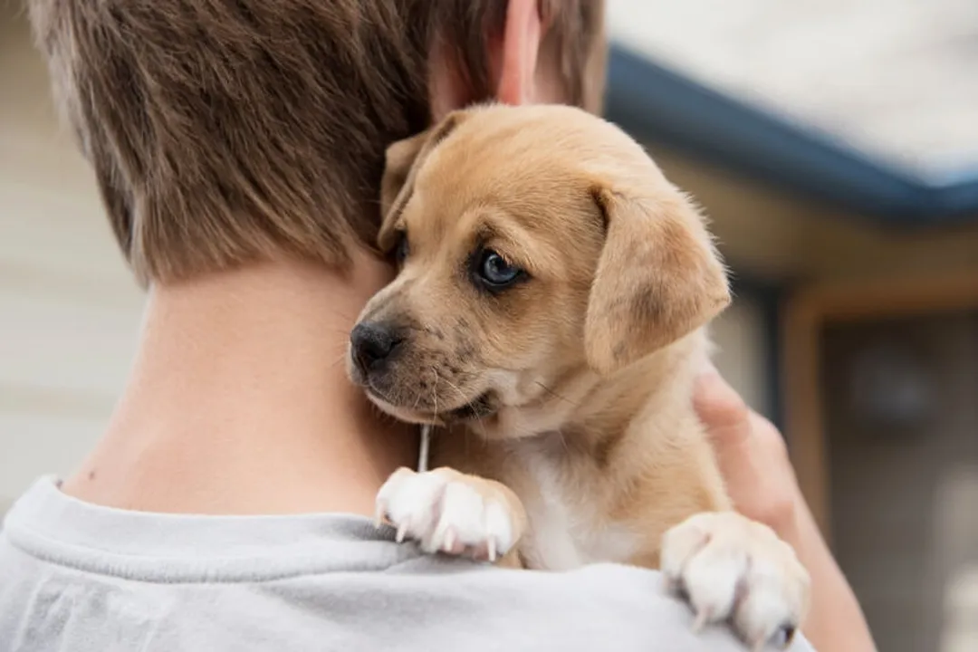 Rüyada köpek sahibi olmak, Temel Anlamlar