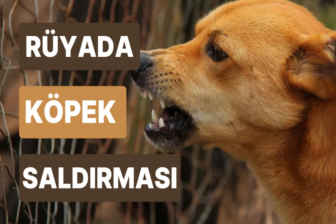 Rüyada köpek saldırması ve kurtulmak, Köpek Rengine Göre Yorum Farkları