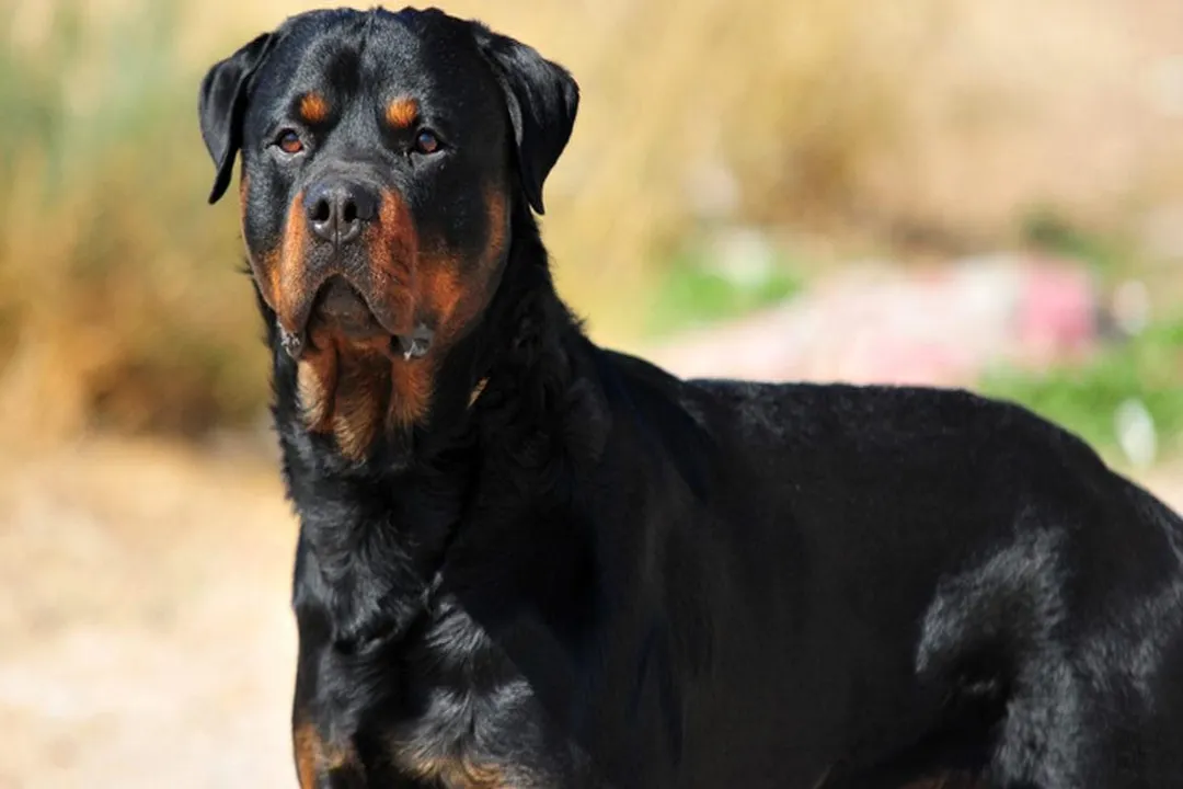 Rüyada köpek saldırması ve kurtulmak, Müdahale ve Hasarın Boyutu