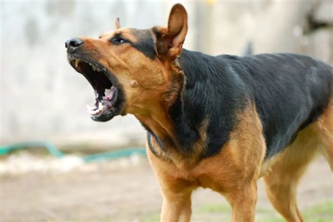 Rüyada köpek saldırması ve kurtulmak, Saldırının Temel İşareti