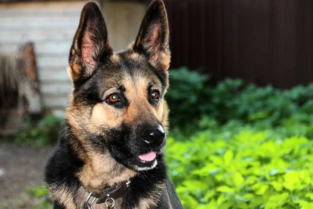 Rüyada köpek saldırması ve kurtulmak, Kurtuluşun Anlamı