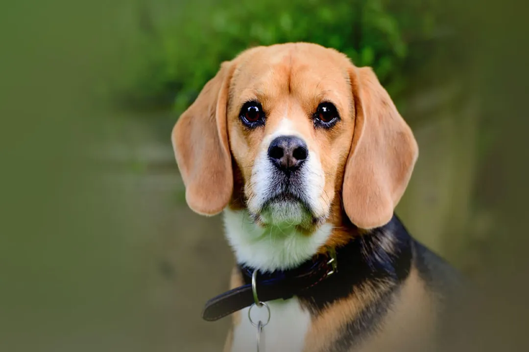 Rüyada köpekten korkup kaçmak, Kaçışın Niteliği