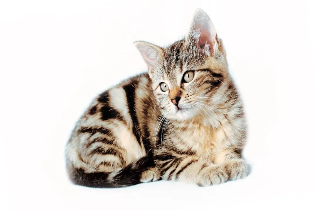 Rüyada kucağında kedi taşımak