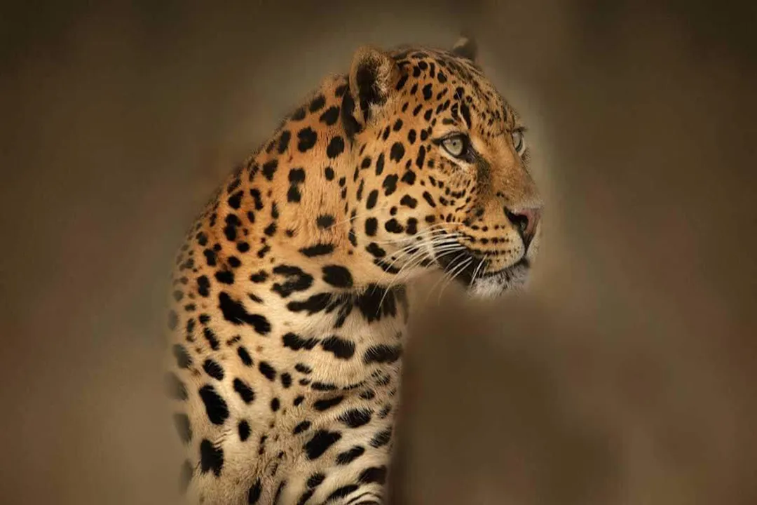 Rüyada leopar görmek, Güç ve Kontrol