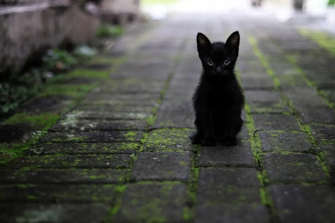 Rüyada yavrusu olan kedi görmek, Yavru Kedi Anlamı