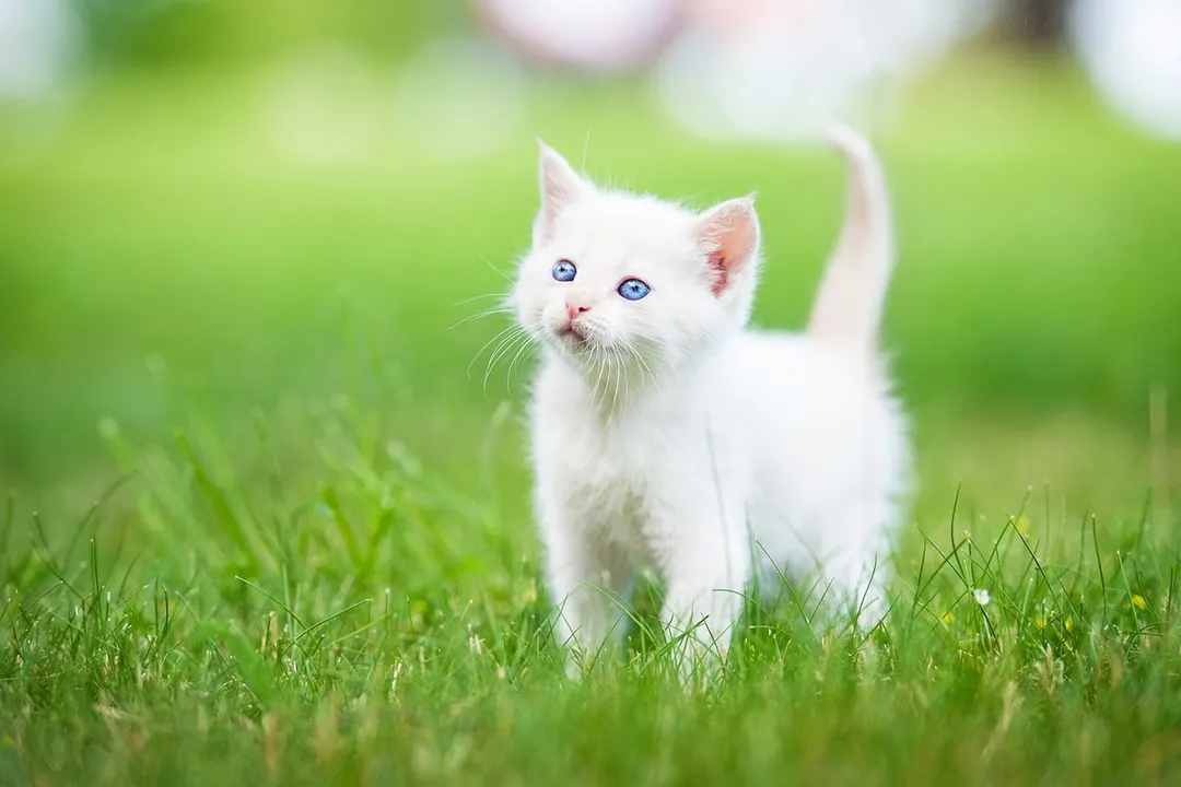 Rüyada yavrusu olan kedi görmek, Renklerin Yorumu
