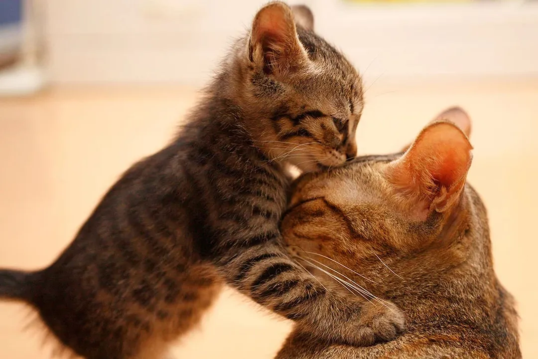 Rüyada yavrusu olan kedi görmek, Yavru Sayısı ve Durumu