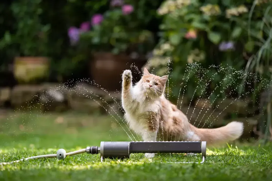 Rüyada yavrusu olan kedi görmek, Ev İçinde Kedi Yavrusu Görmek