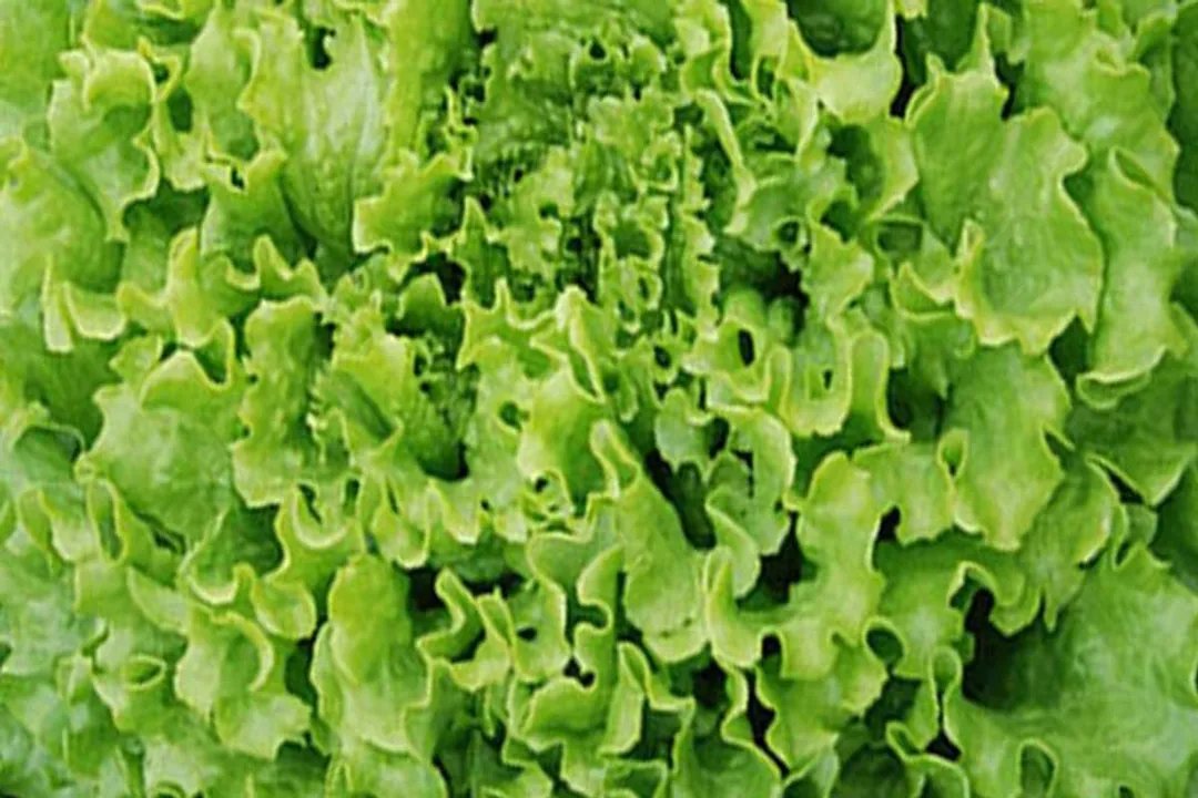 Rüyada yeşil kıvırcık salata görmek, Renk Doku İlişkisi
