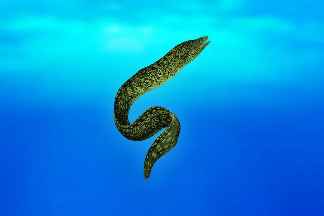 Rüyada yılan balığı görmek, Eylemlerin Yorumu