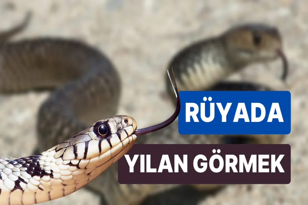 Rüyada yılan neyin habercisi, Eylemler ve Sonuçlar