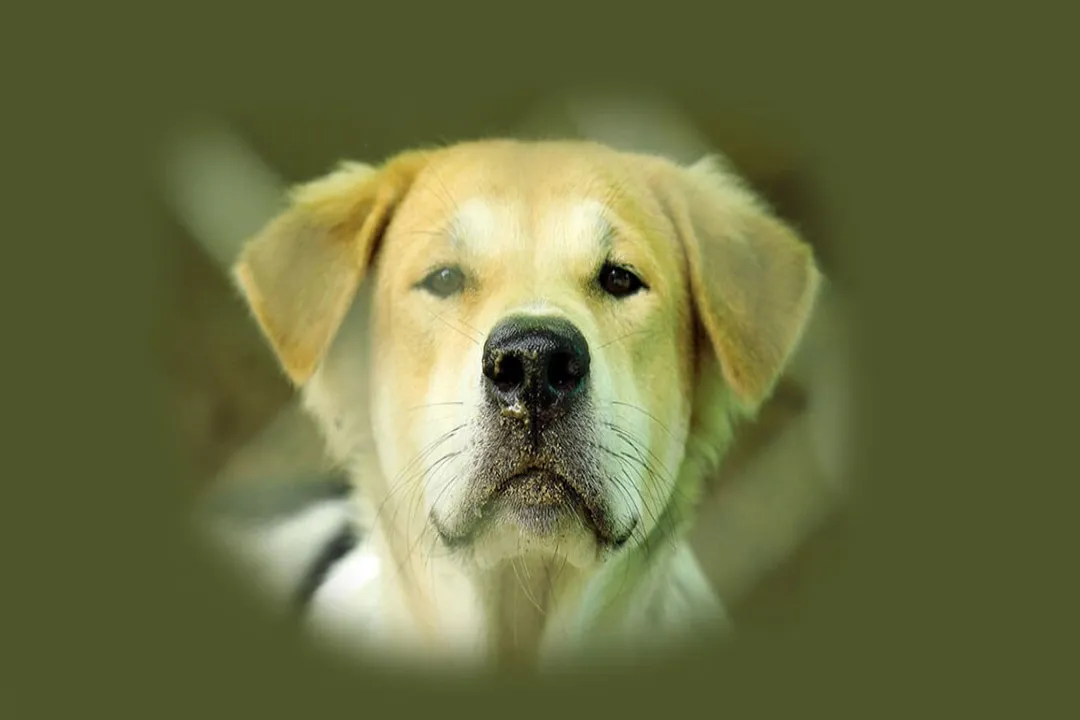 Rüyada Av Köpeği Görmek, Güç ve Azim