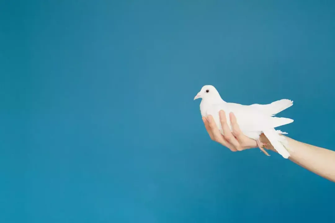 Rüyada elime kuş konması, Kuşun Rengi ve Türü