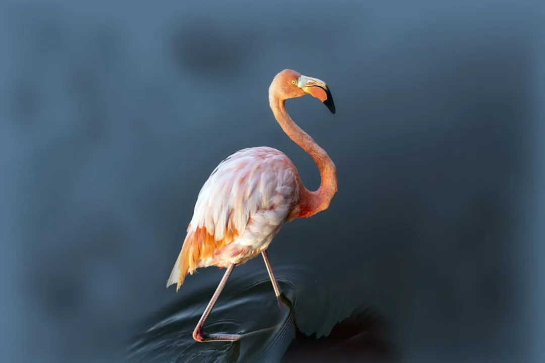 Rüyada Flamingo Görmek, Denge Arayışı