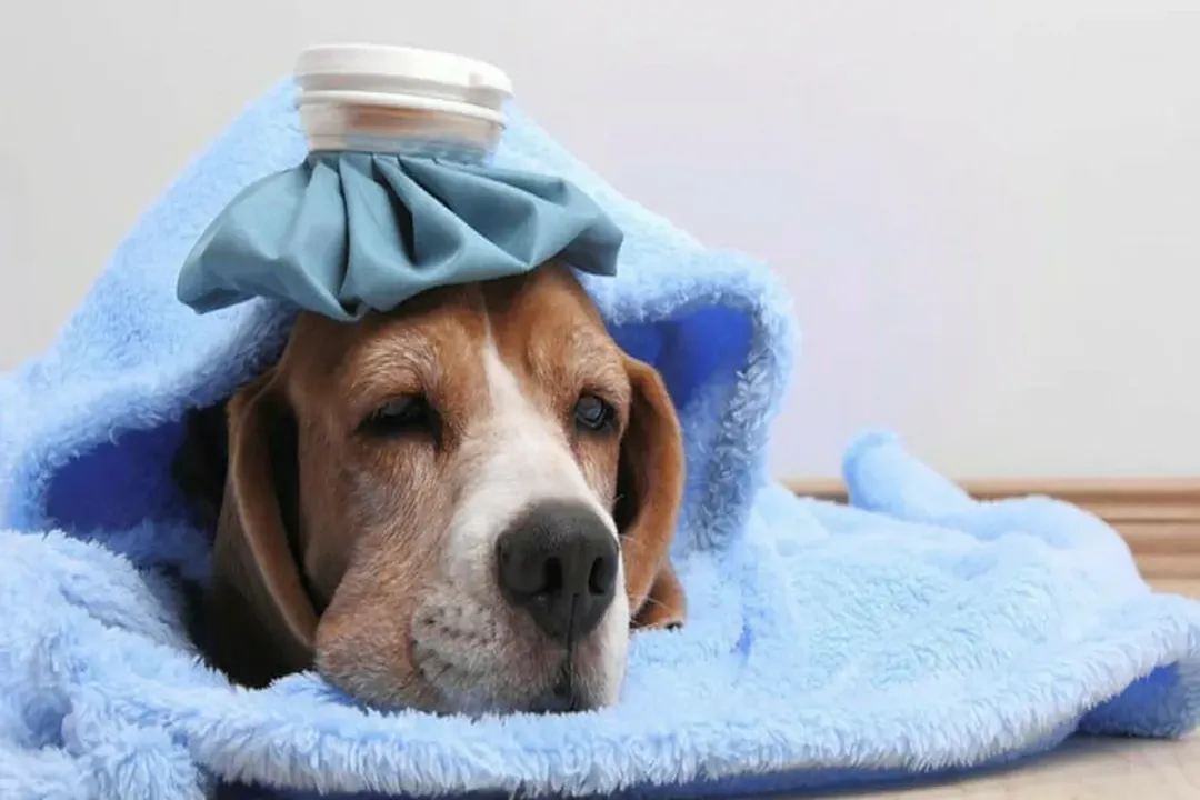 Rüyada köpek beslemek, Genel Çıkarımlar