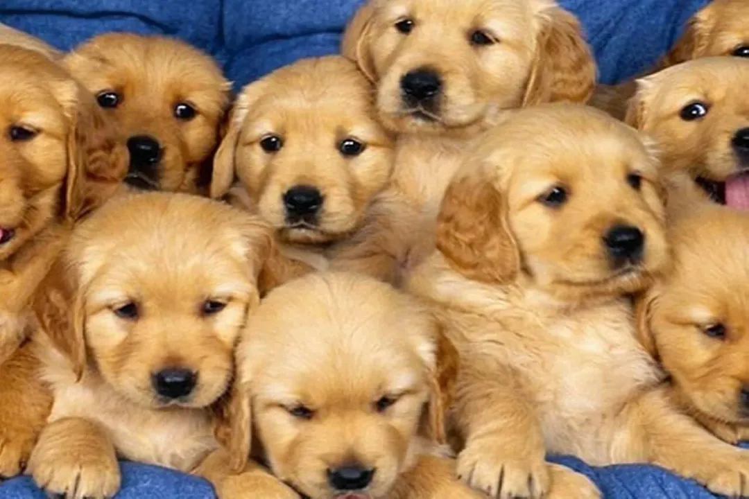 Rüyada köpek beslemek, Mekân Farkları