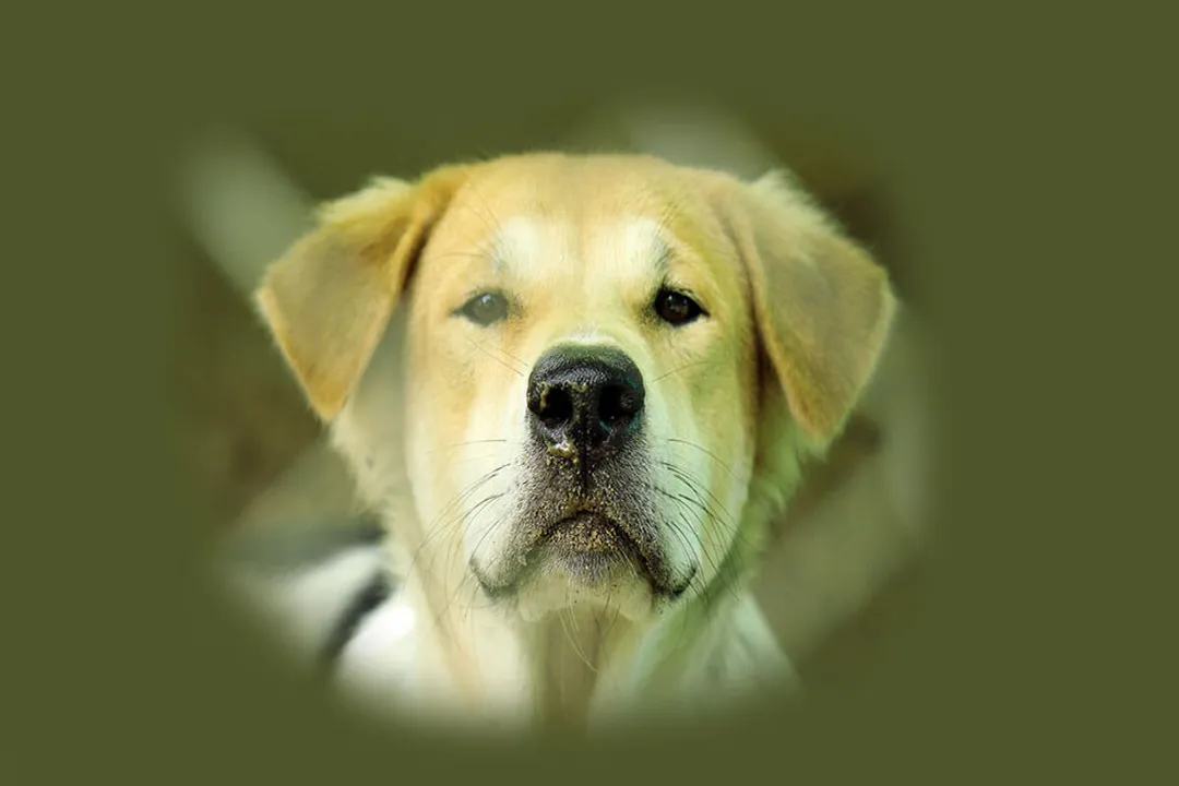 Rüyada köpek beslemek, Beslenme Detayları