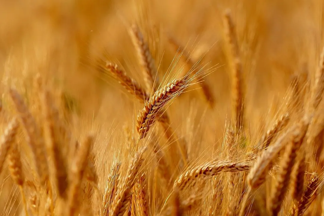 Rüyada tarlada buğday biçildiğini görmek, Biçme Aracı