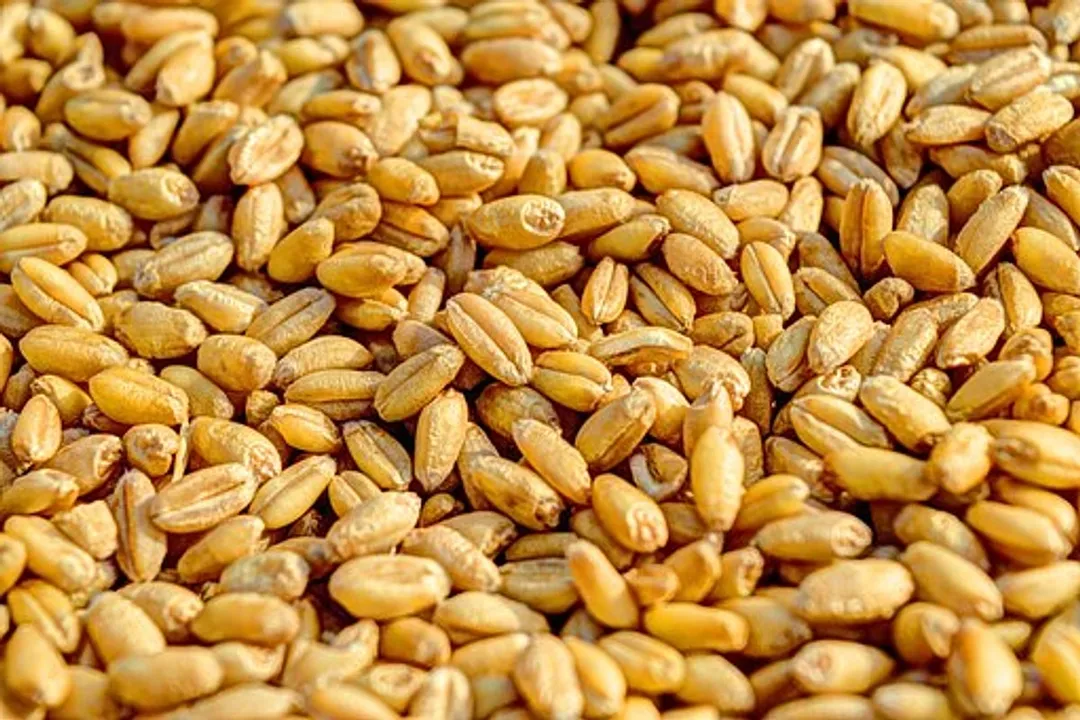 Rüyada tarlada buğday biçildiğini görmek, Mevsimsel Farklar