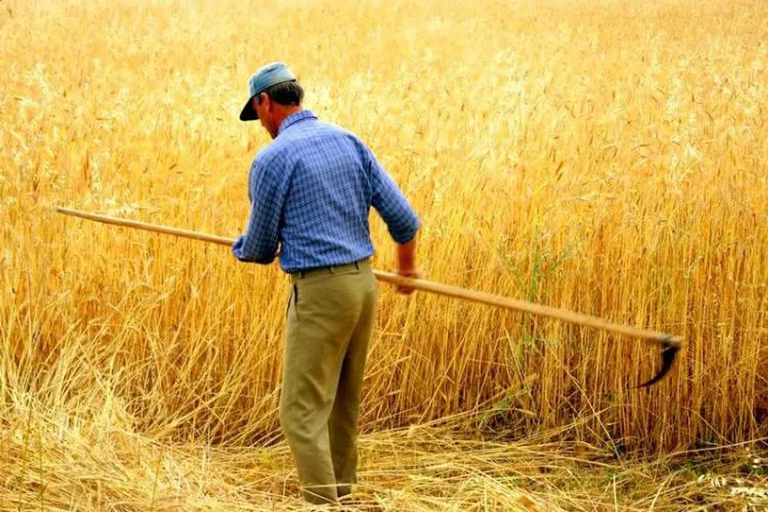 Rüyada tarlada buğday biçildiğini görmek, Renklerin ve Durumların Getirdiği Yorumlar