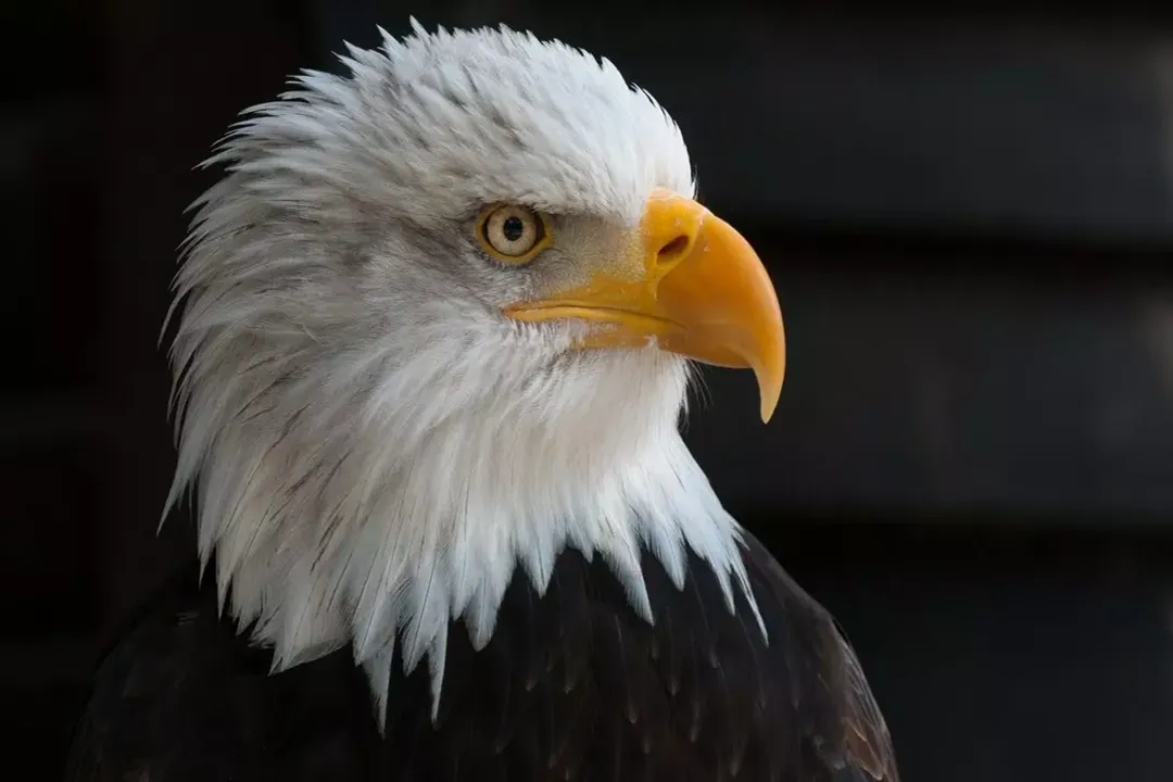 Rüyada kartal görmek
