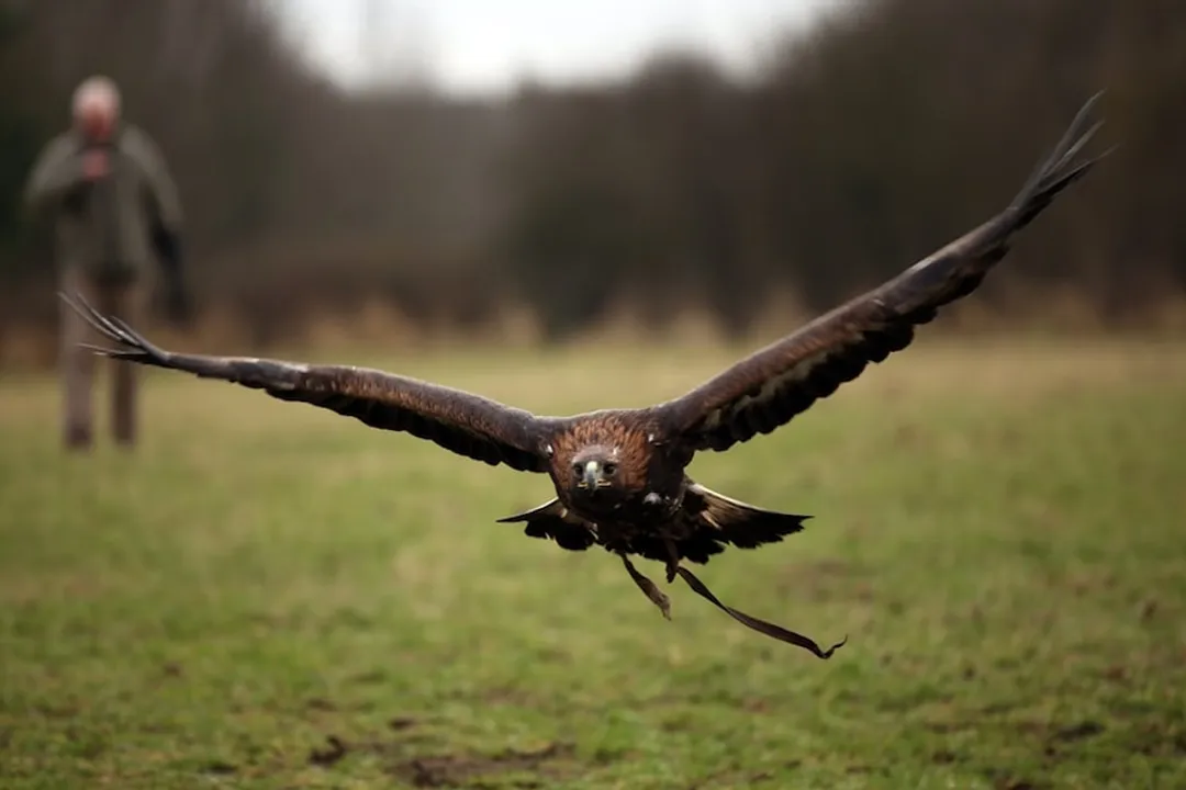 Rüyada kartal görmek