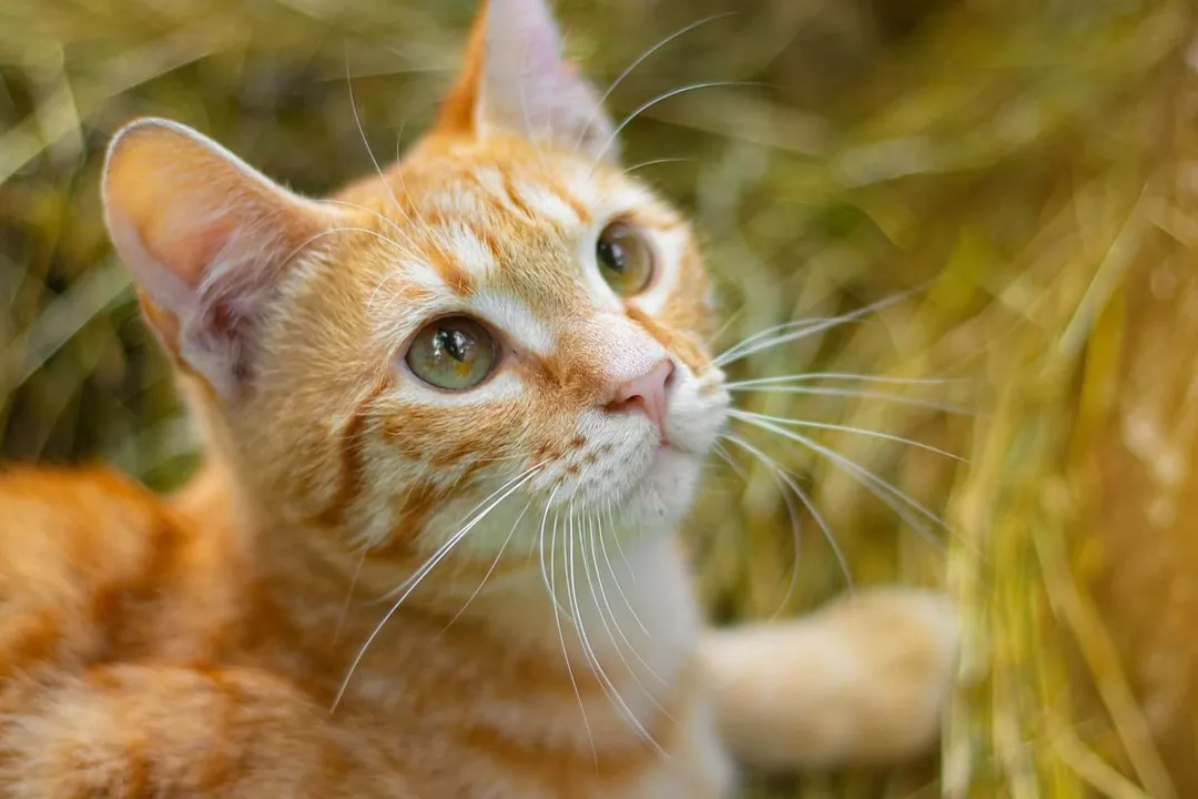 Rüyada kedi kovalamak, Renklerin Yorumu