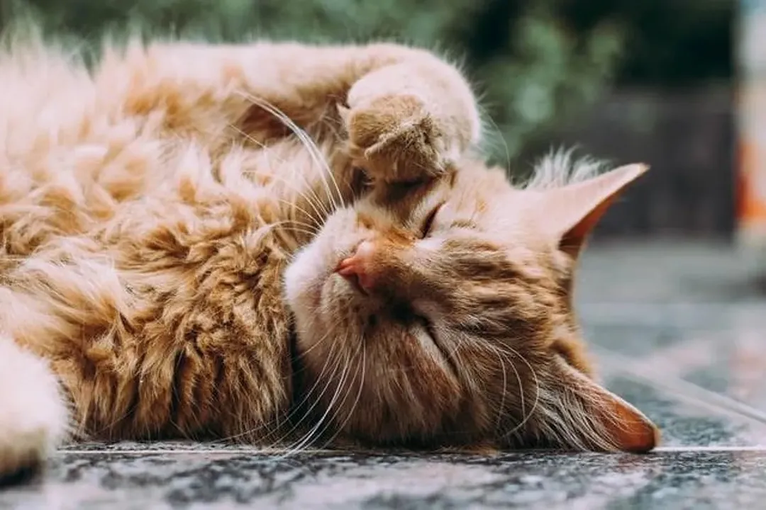 Rüyada kedi kovalamak, Eylemin Sonucu