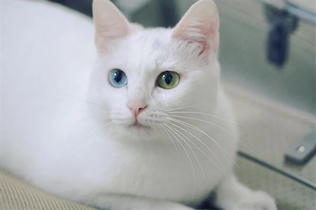 Rüyada kedi kovalamak, Evden Uzaklaştırma