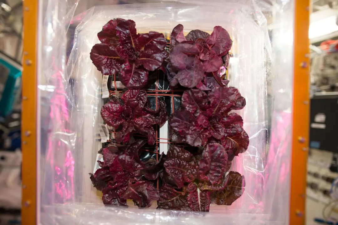 Was lettuce grown in space?, Taste Check