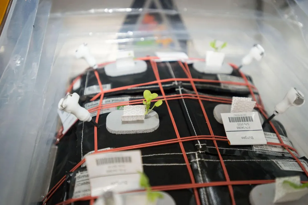 Was lettuce grown in space?, First Harvests