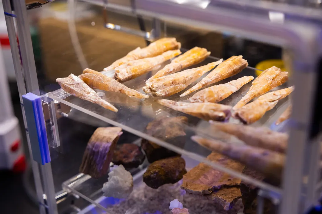 What are the living conditions on Mars?