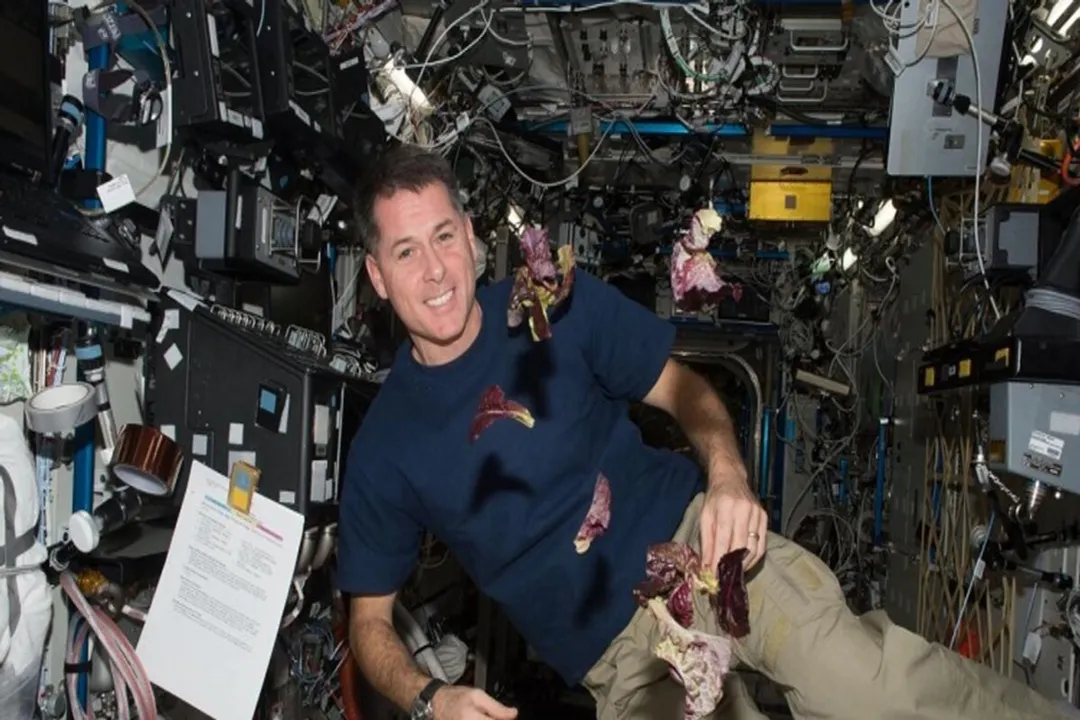 Can you grow lettuce in space?, Romaine Milestone